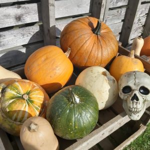 pumpkins