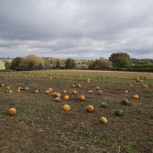 pumpkin field