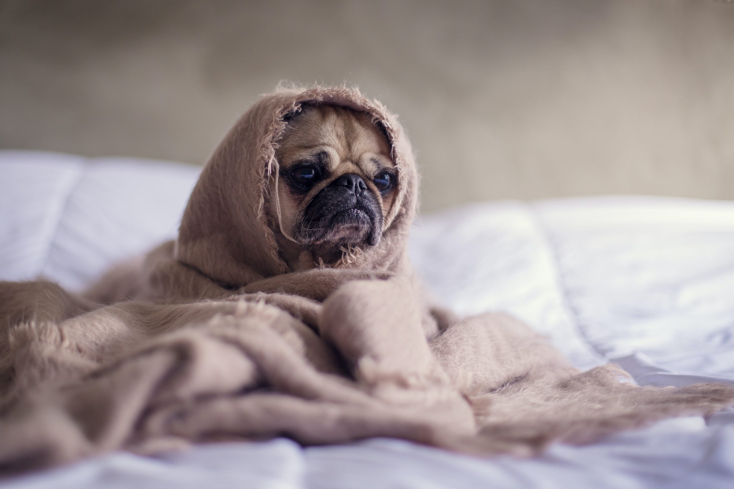 pug wrapped in brown blanket