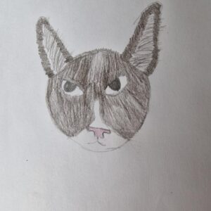 drawing of cat face
