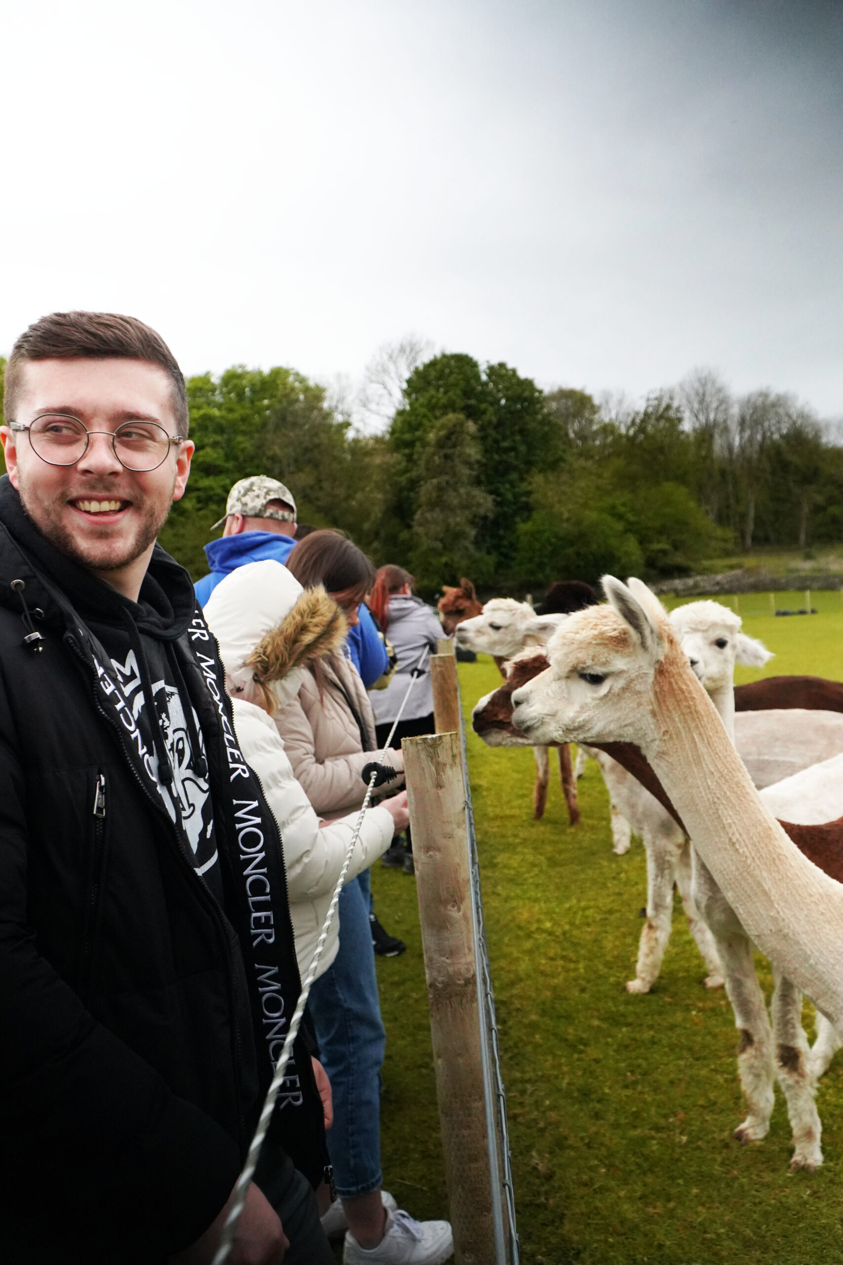 alpaca trekking