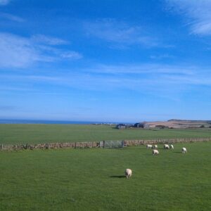 field of sheep on green grass with blue sky