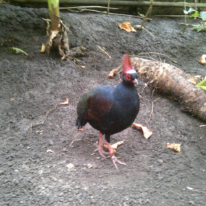 a tropical bird, black with red head feathers