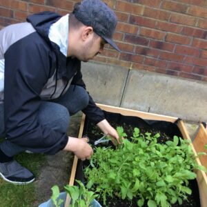 life at Hyde Park House: resident harvesting home grown herbs