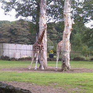 giraffe stood by trees