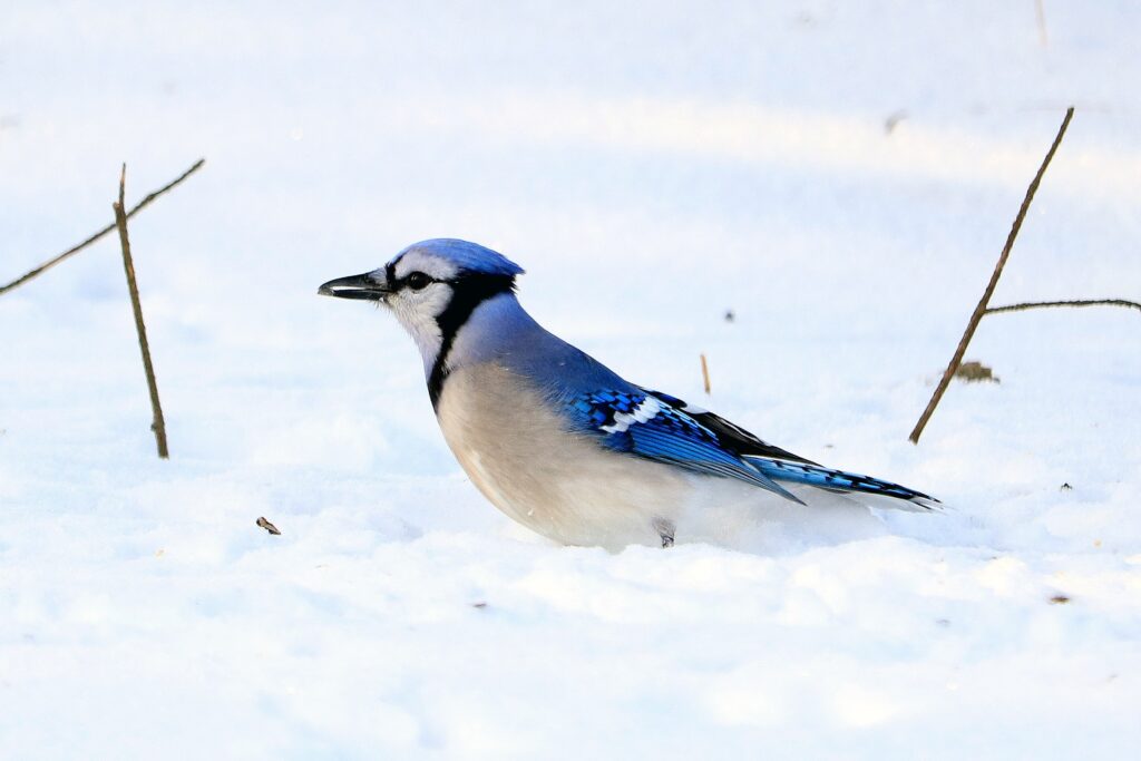 bird with blue feathers on a background of white snow