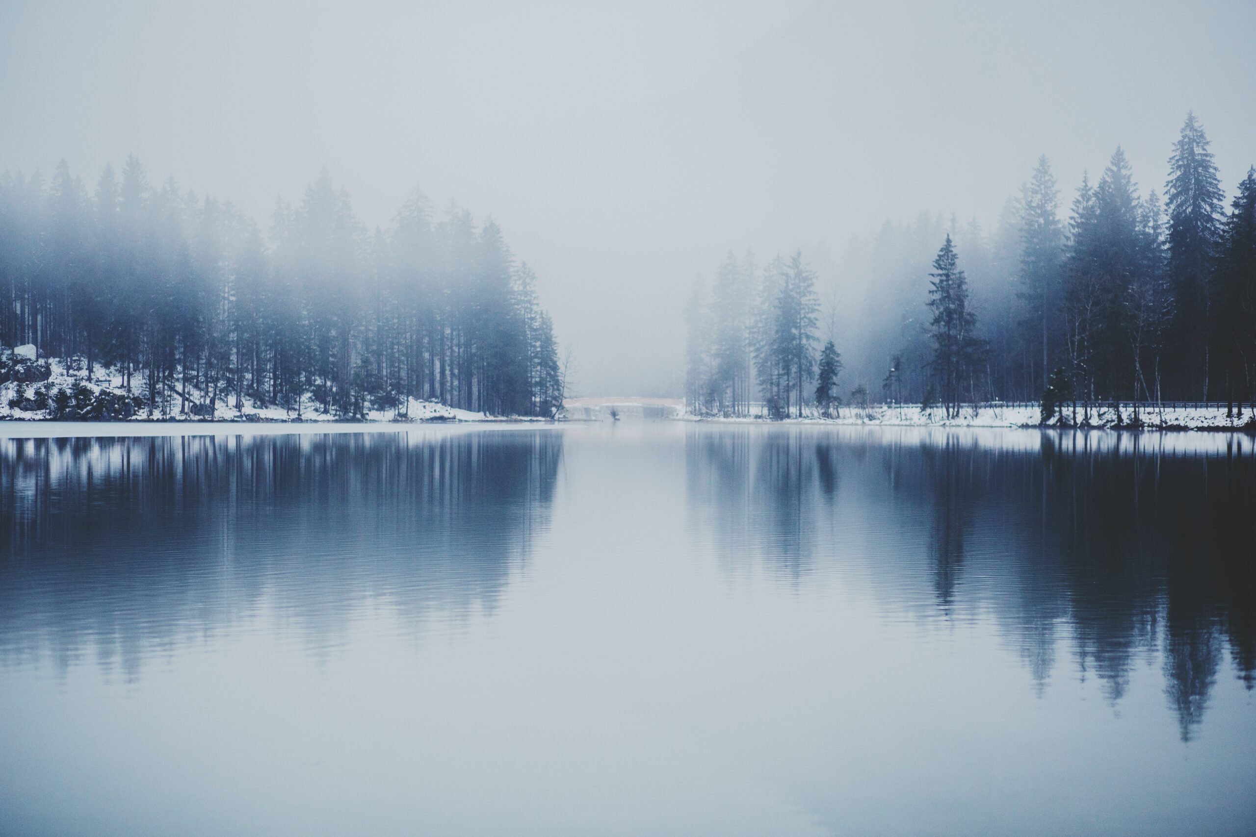 bare trees reflected in lake