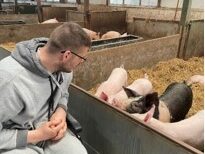 male looking at pigs in the pen