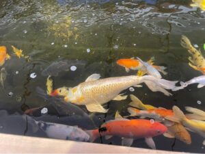 large orange and white fish in pond at garden centre