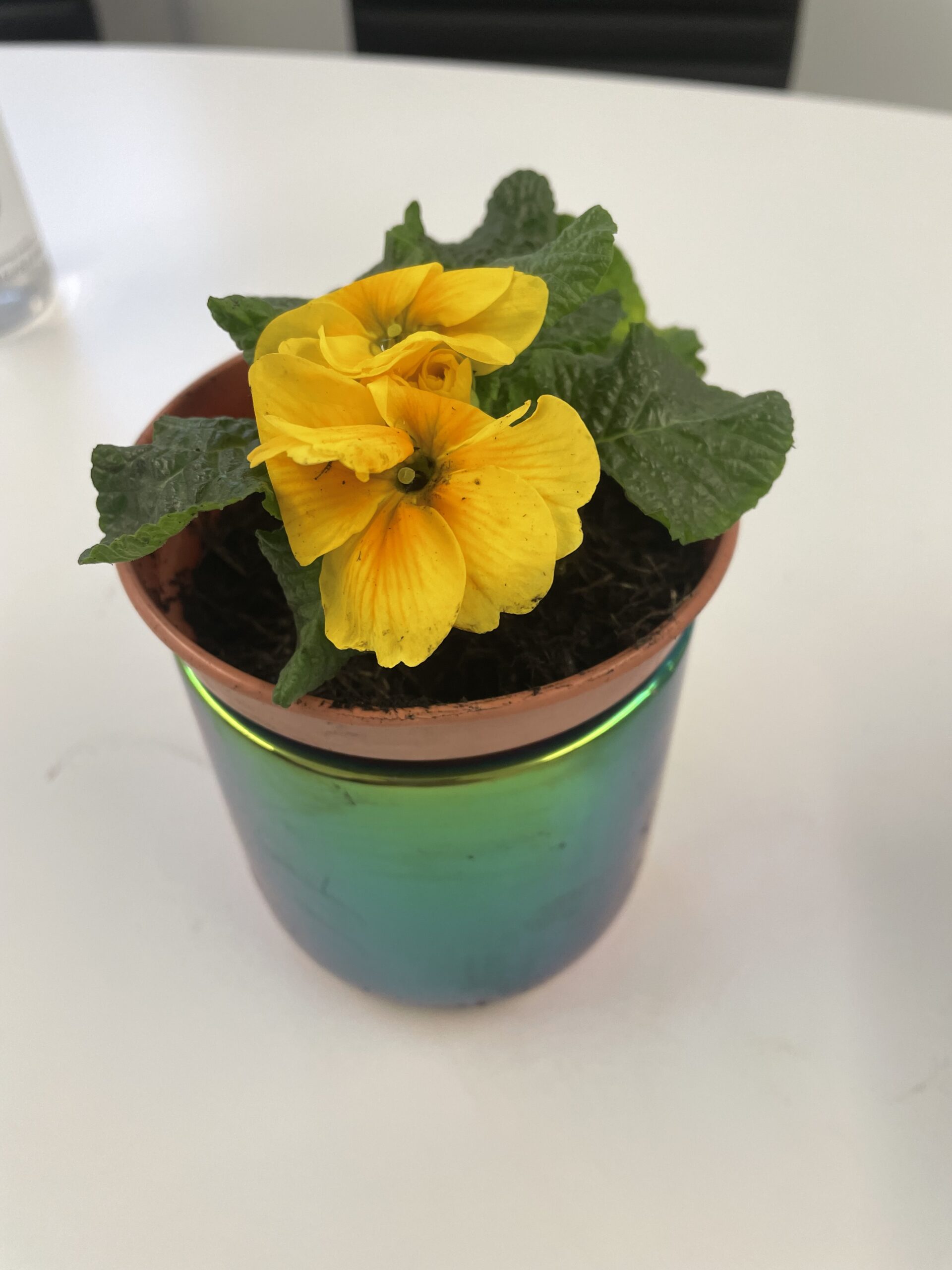 yellow flower in small plant pot