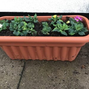 flower pot with green leaves in