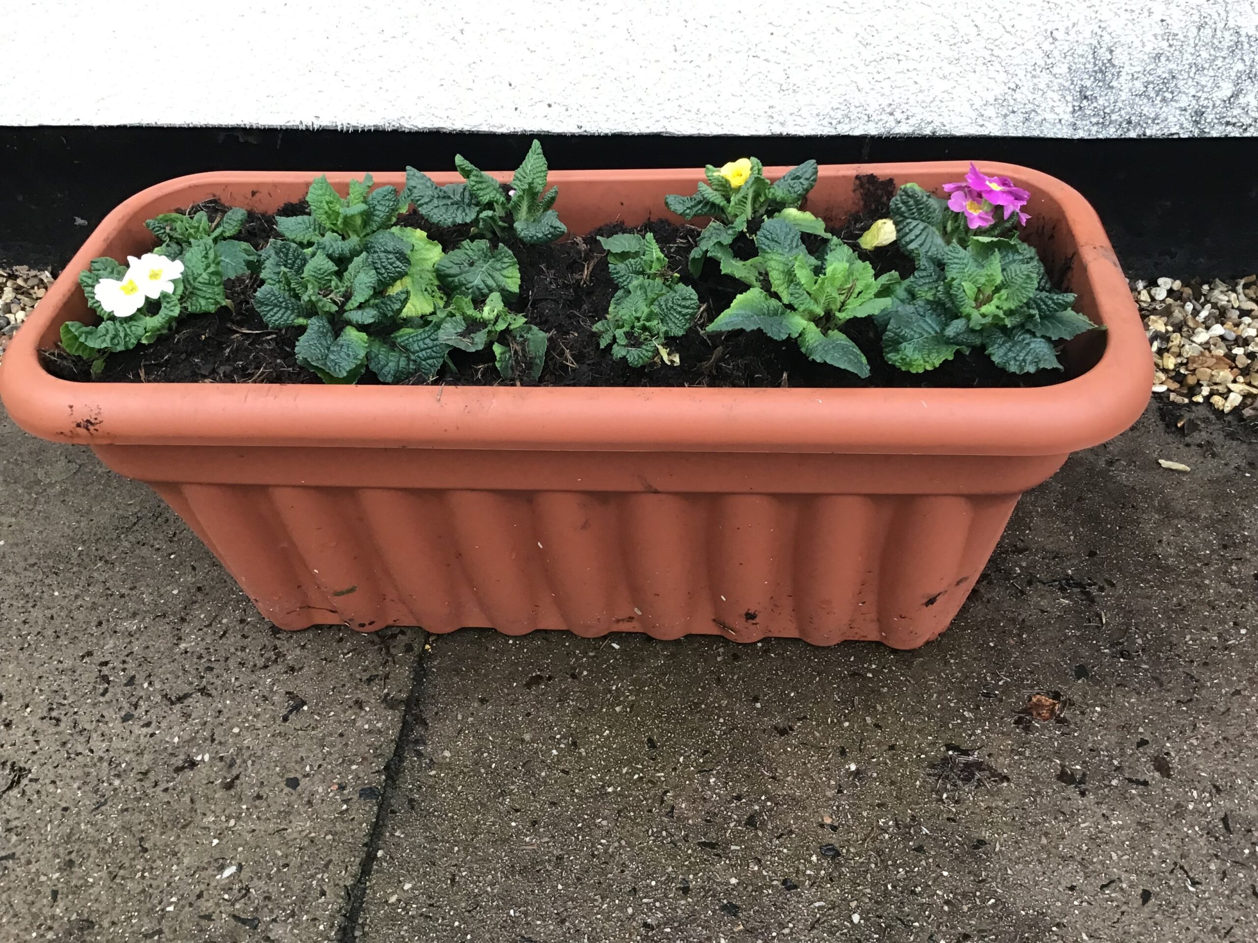 flower pot with green leaves in