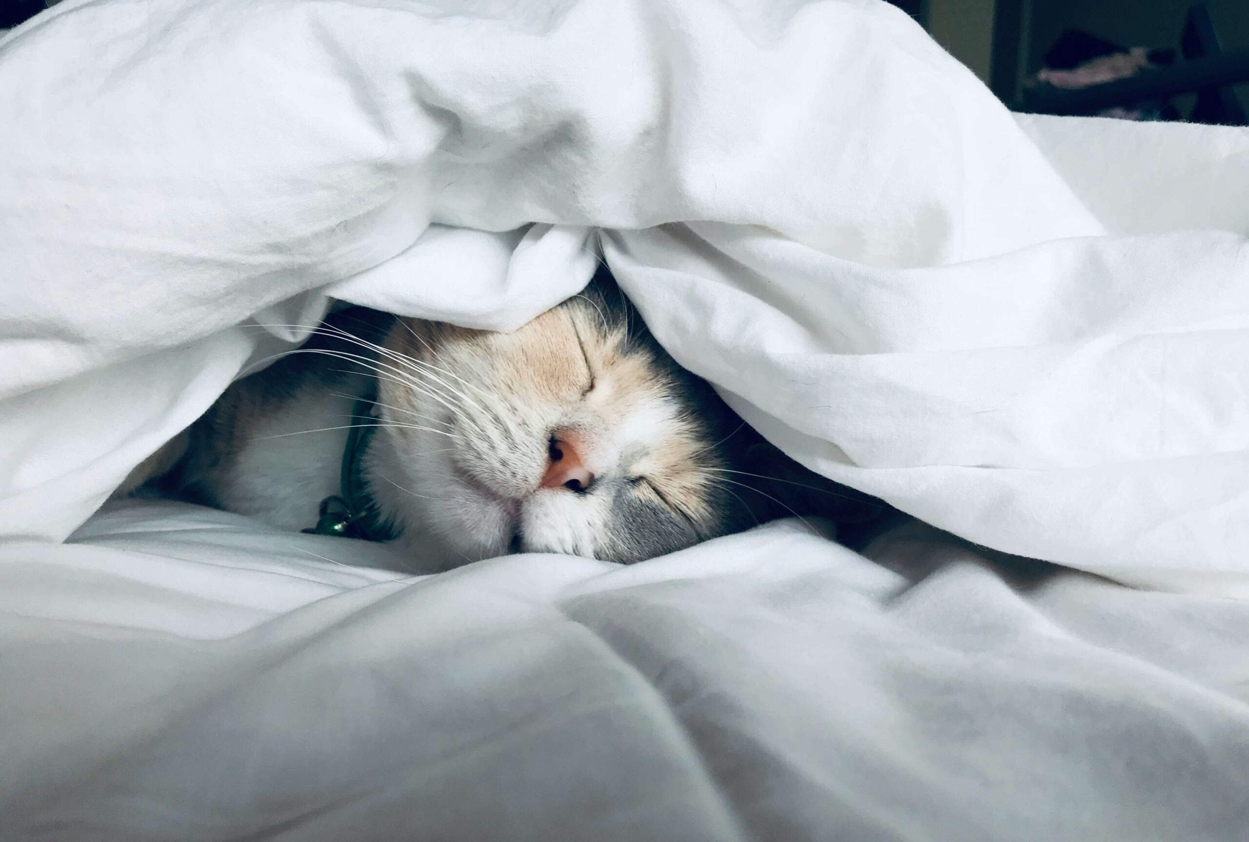Cat Sleeping