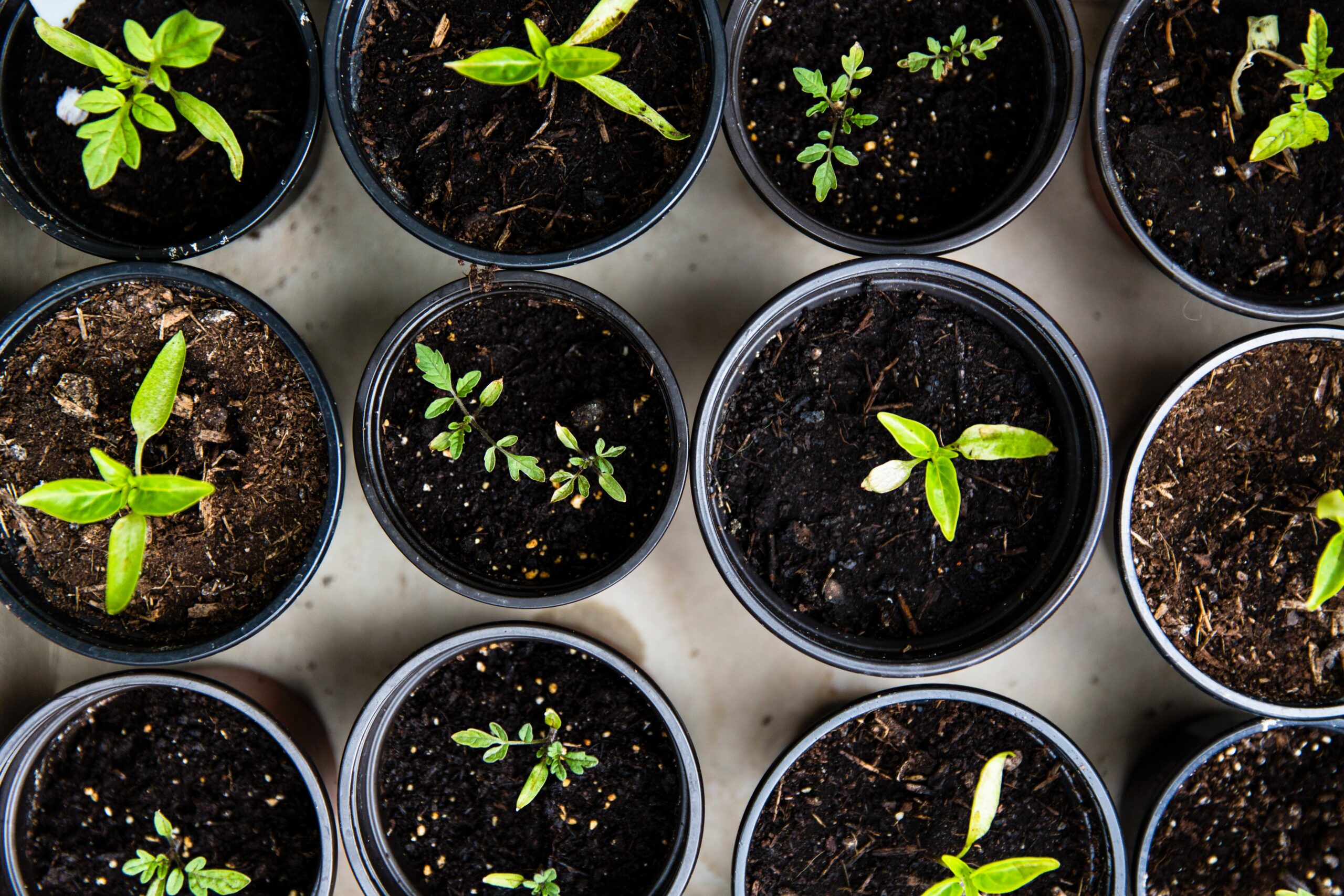 horticulture: green leaves sprouting out of black plant pots