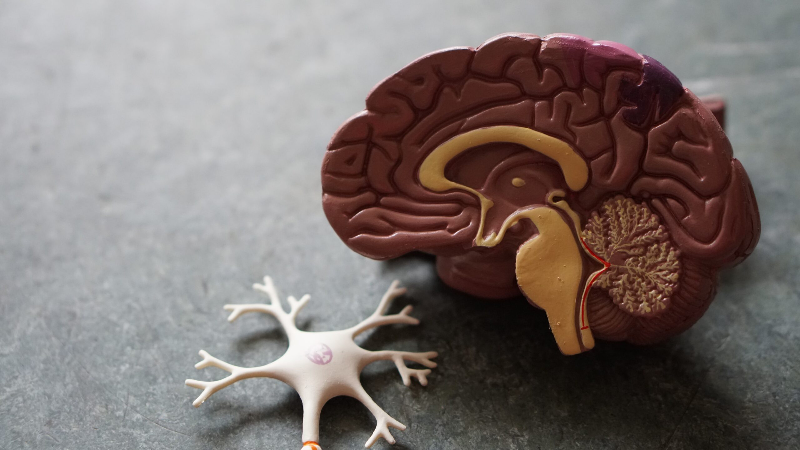model of a brain