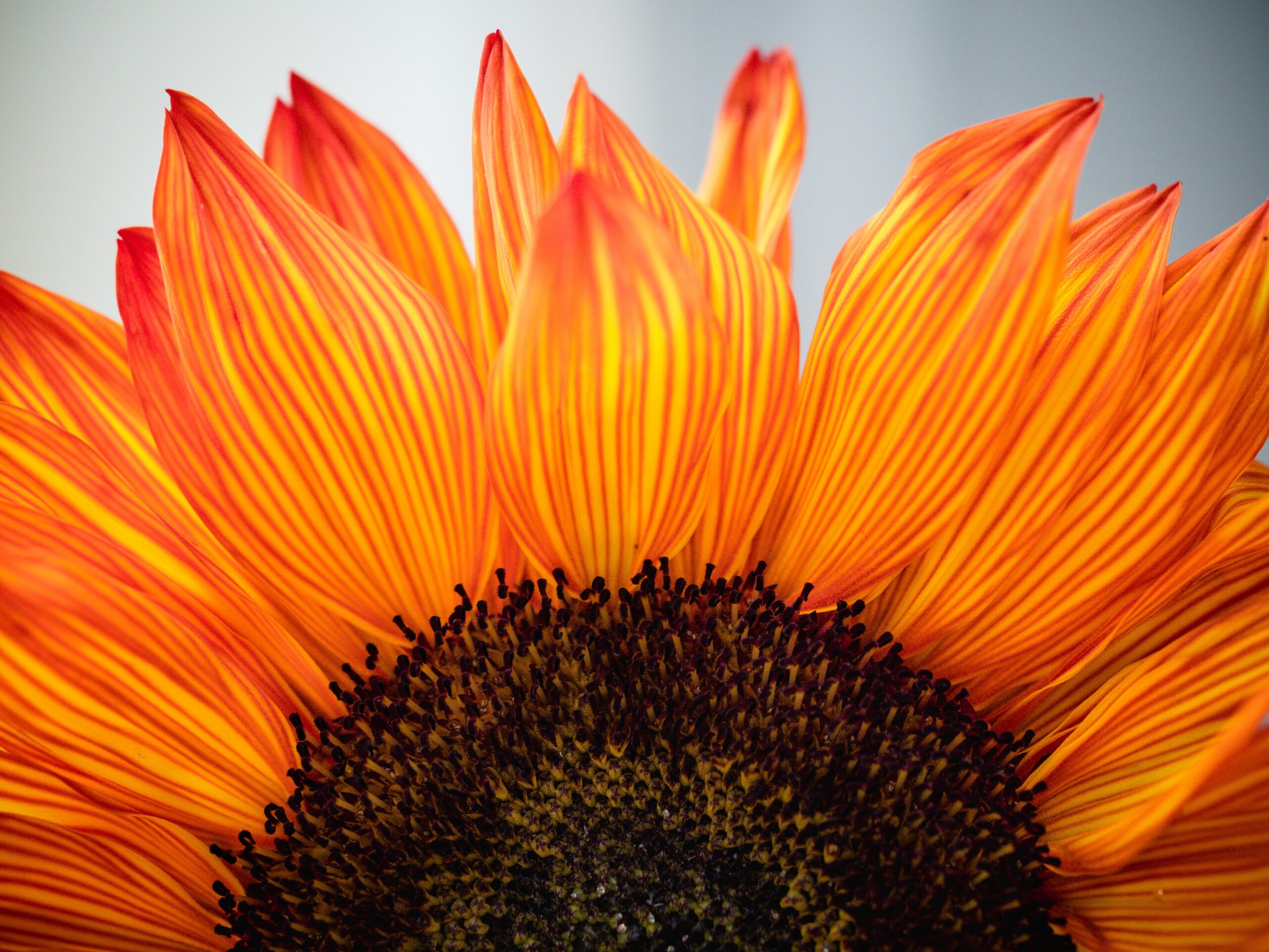 macro shot top half of Sunflower