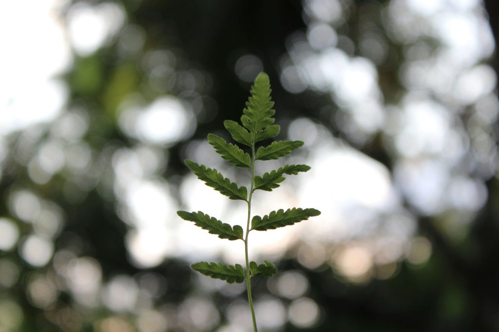 A close-up shot of a leaf in a forest to represent a blog on how sustainability can influence well-being in supported living and social care environments.