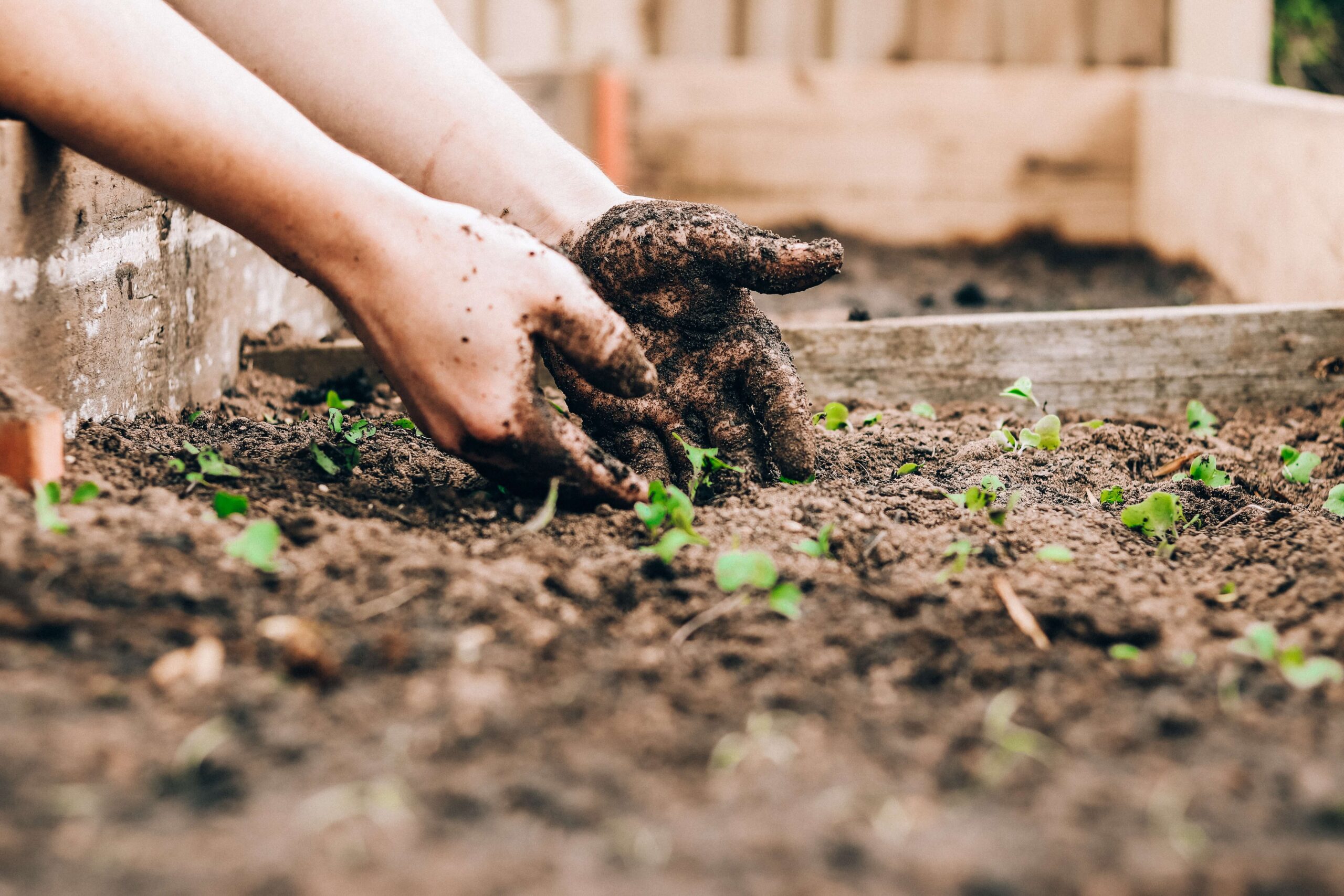 Hands in dirt planting something