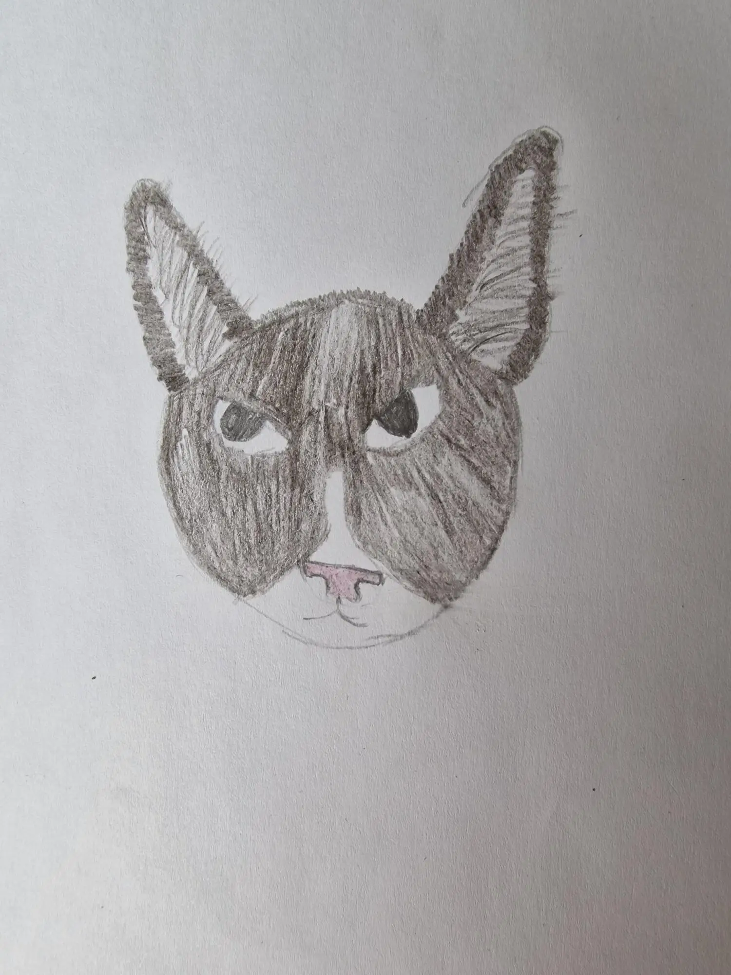 drawing of cat face