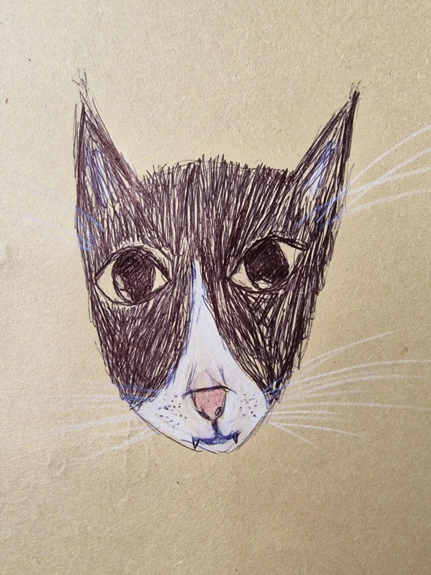 drawing of cat face