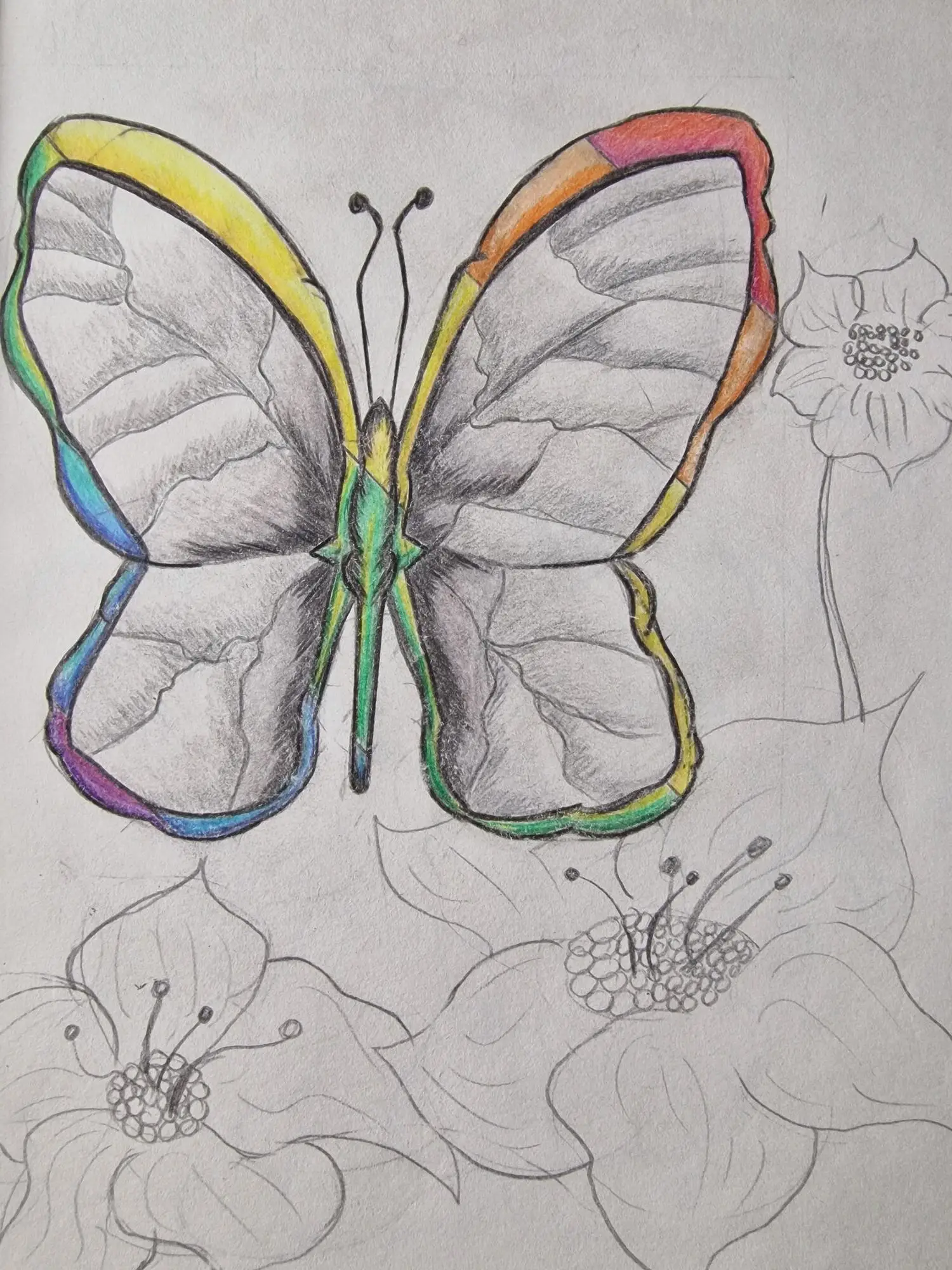 drawing of butterfly and flowers