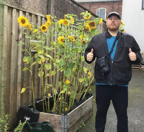 Sunflower