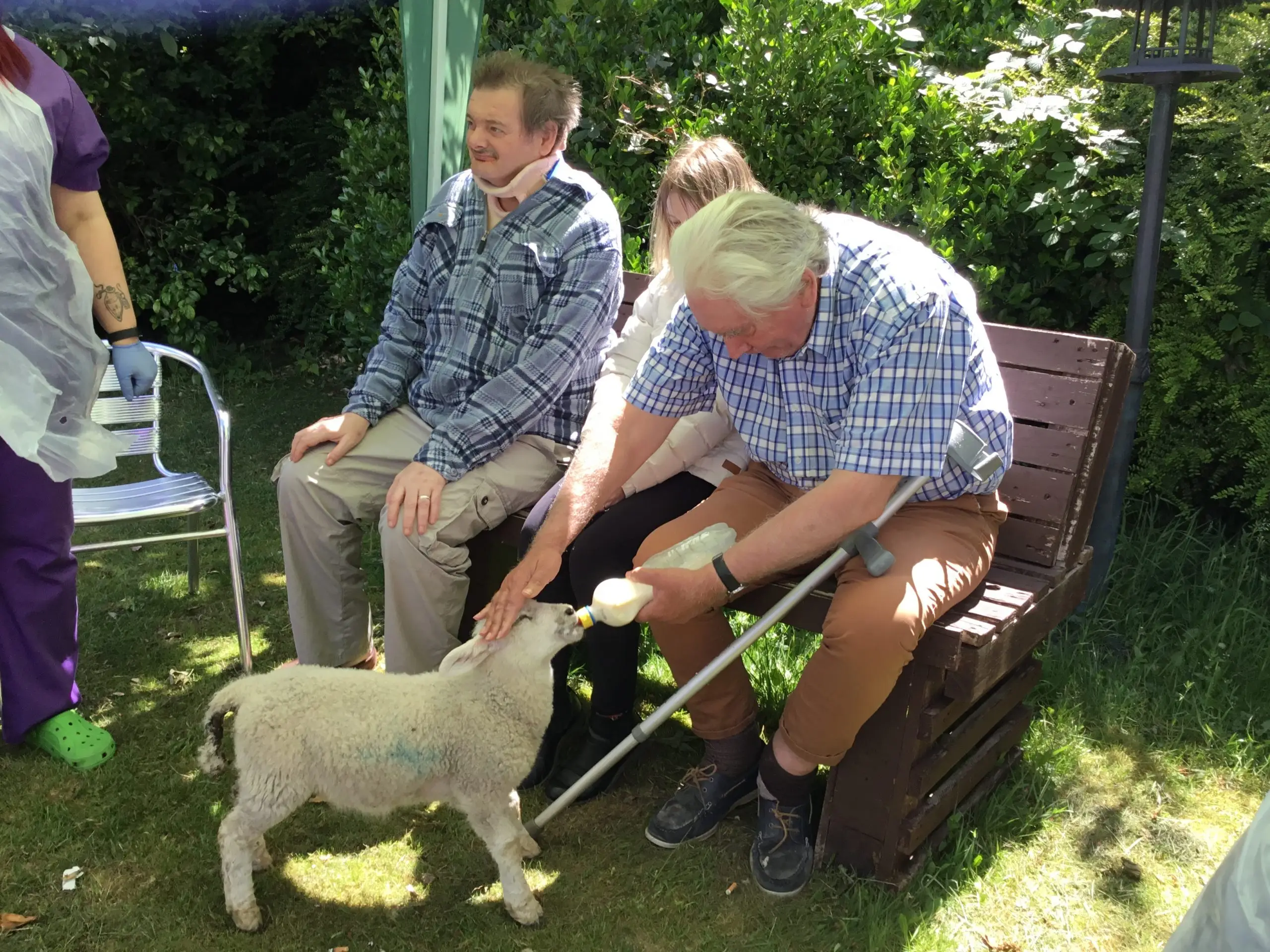 resident feeding lamb from milk bottle
