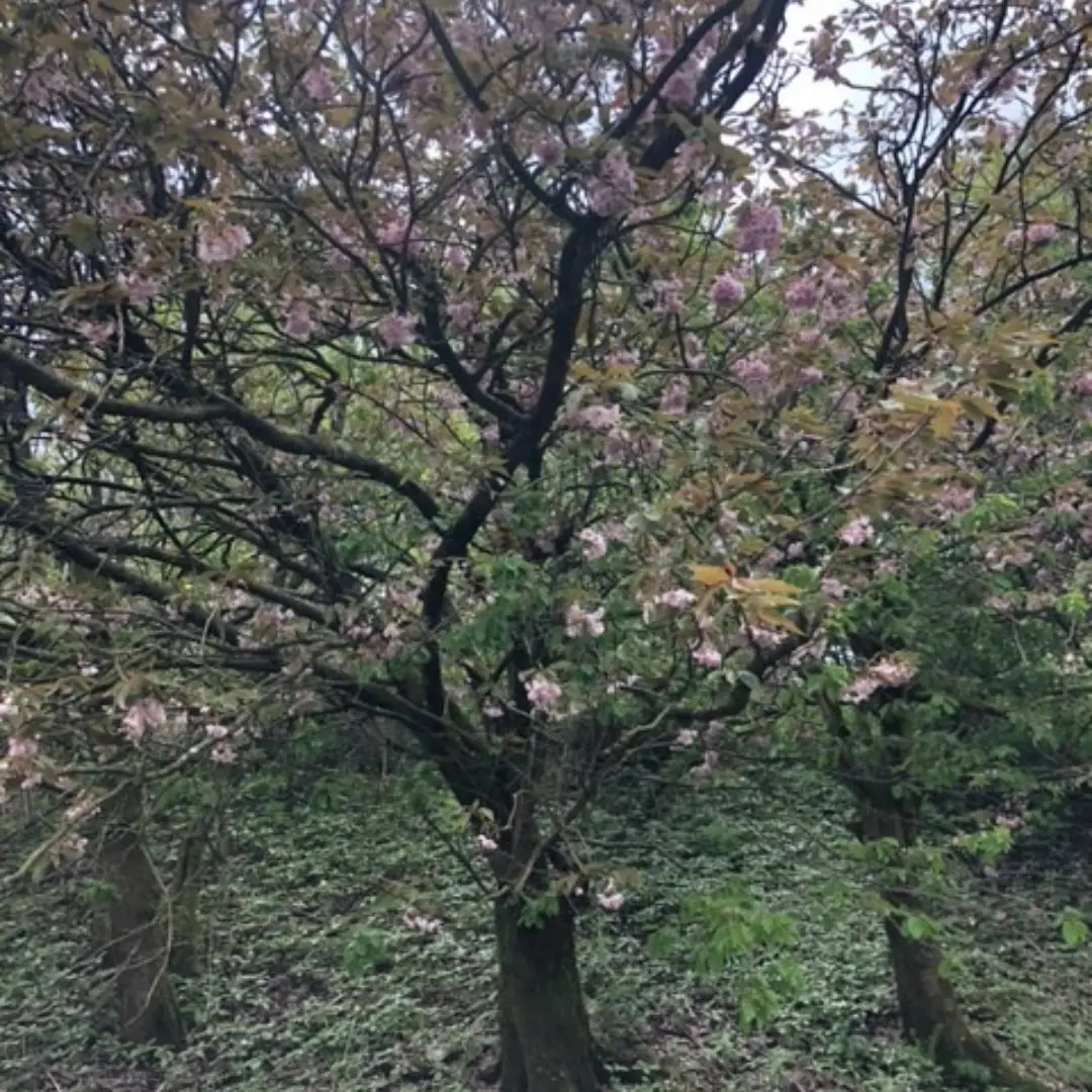 Connect with nature: photography walk