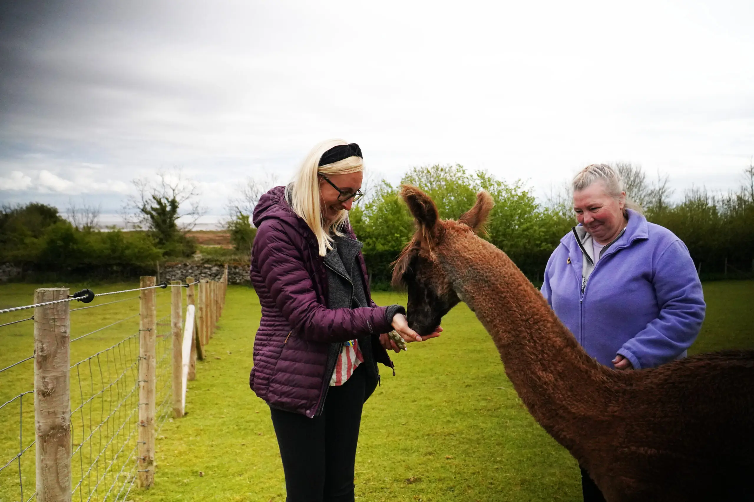 alpaca trekking