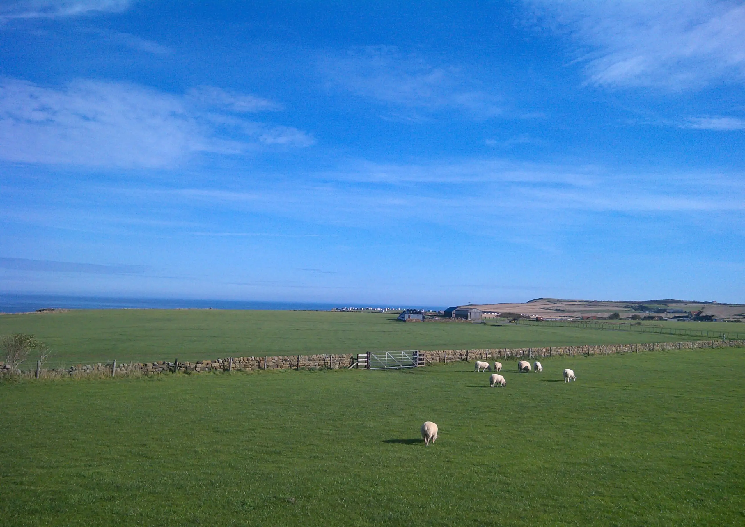 field of sheep on green grass with blue sky