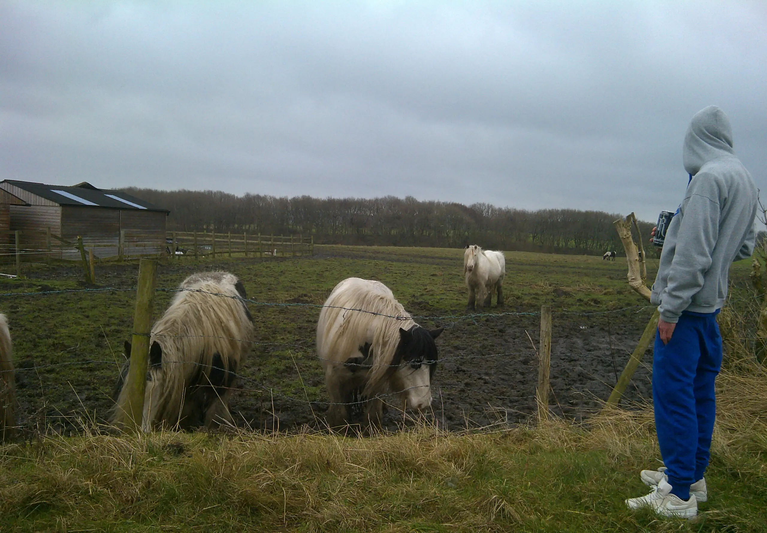 resident next to a field with two white ponies