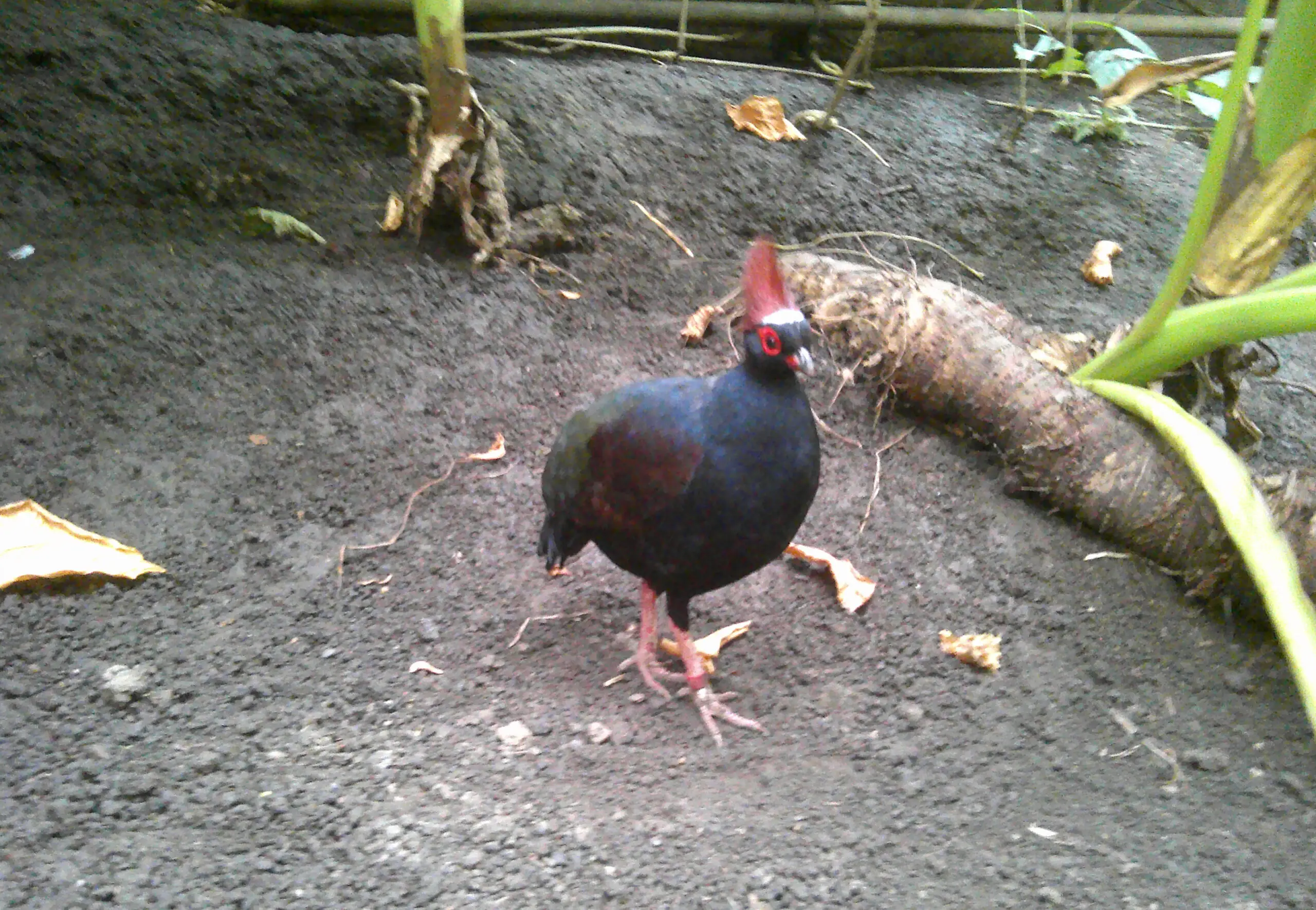 a tropical bird, black with red head feathers