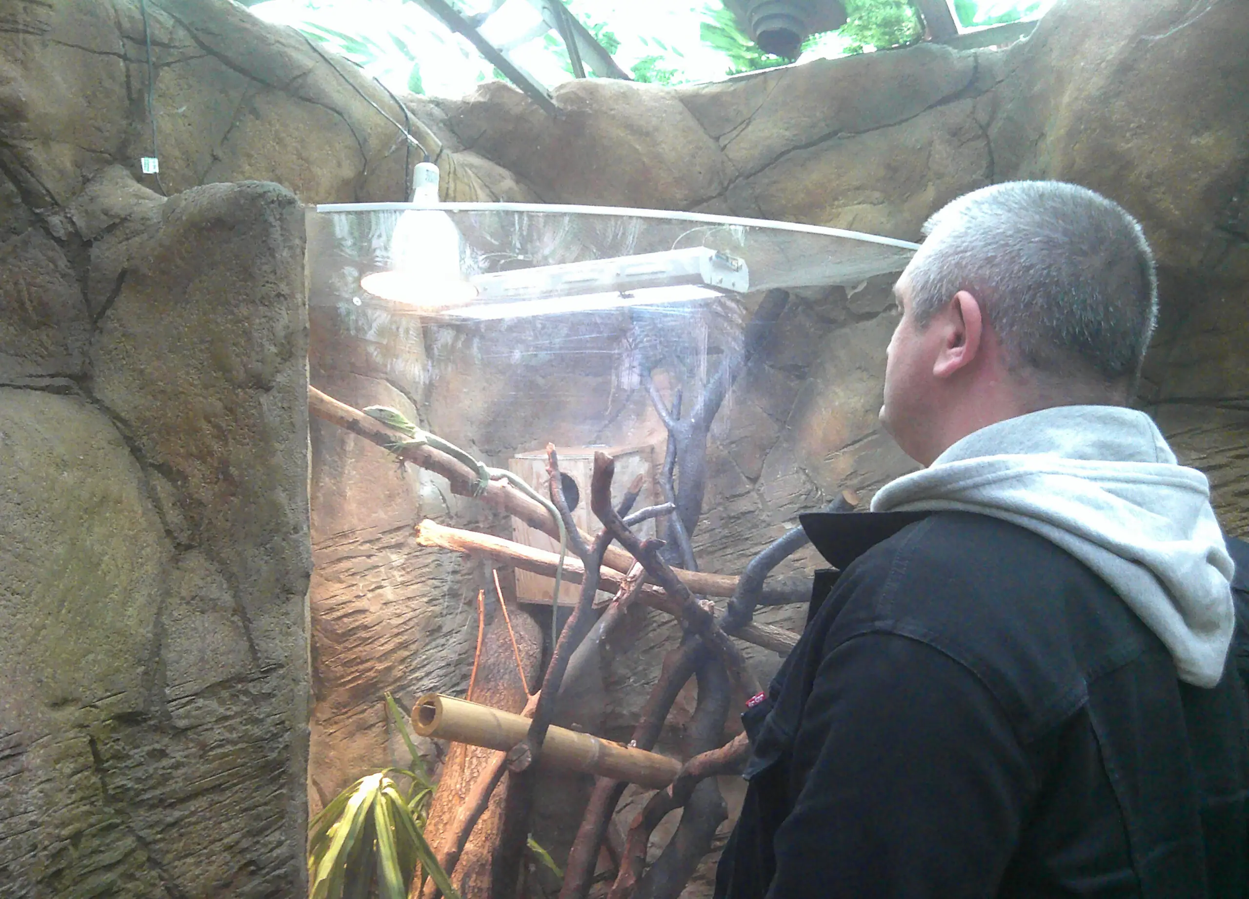 resident looking at a lizard