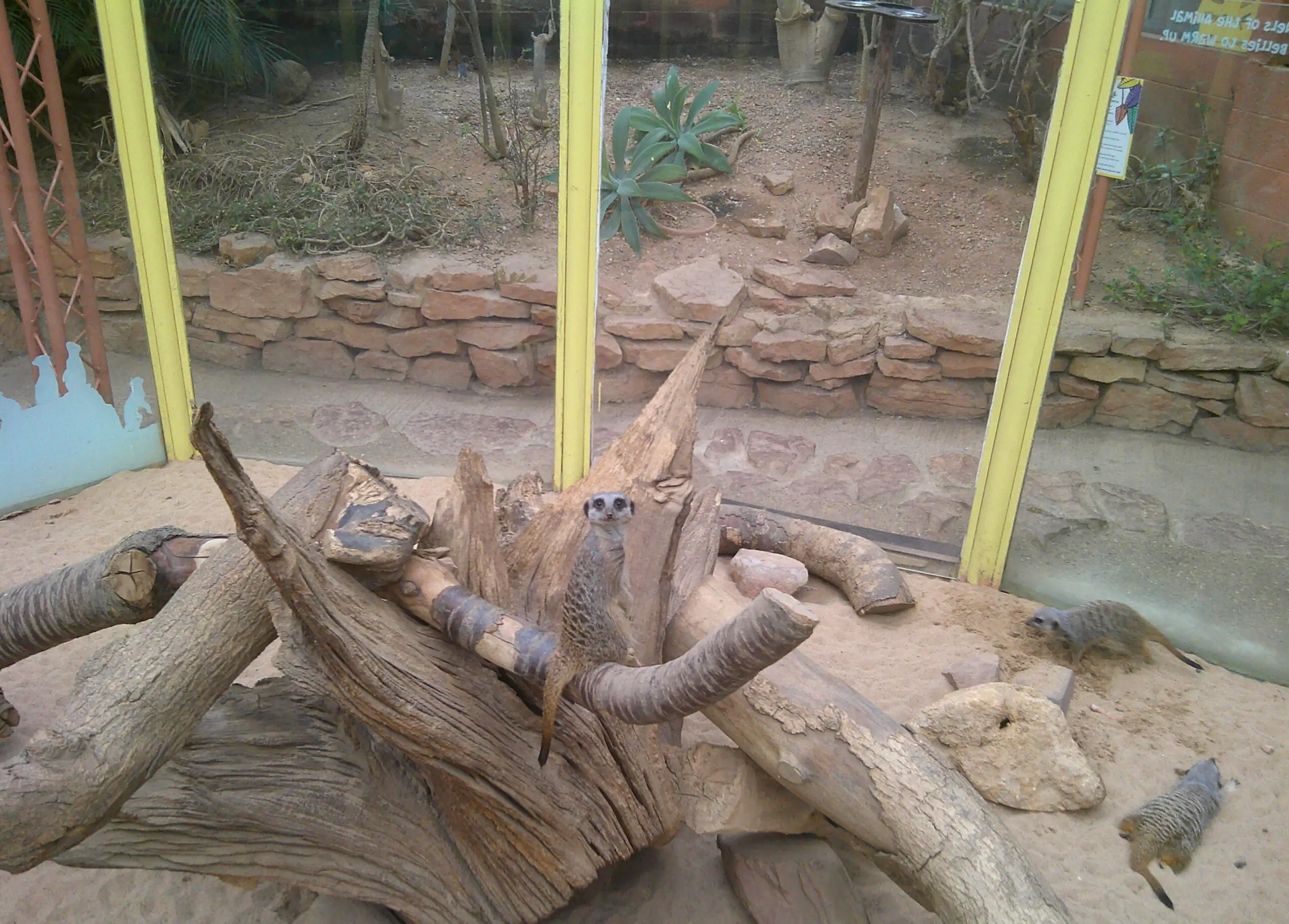 meerkats