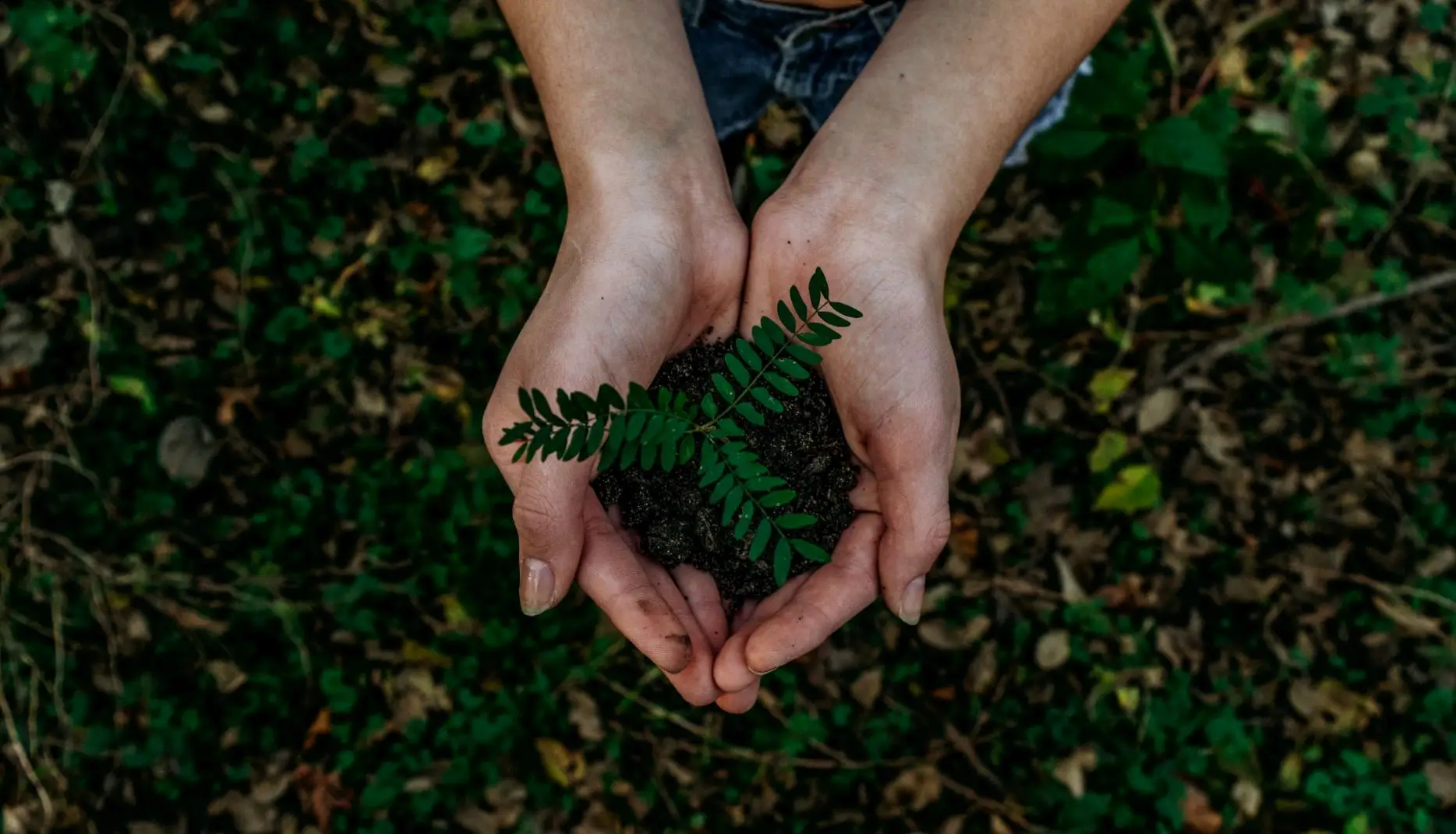 birdseye shot of hands holding soil with plant growing out