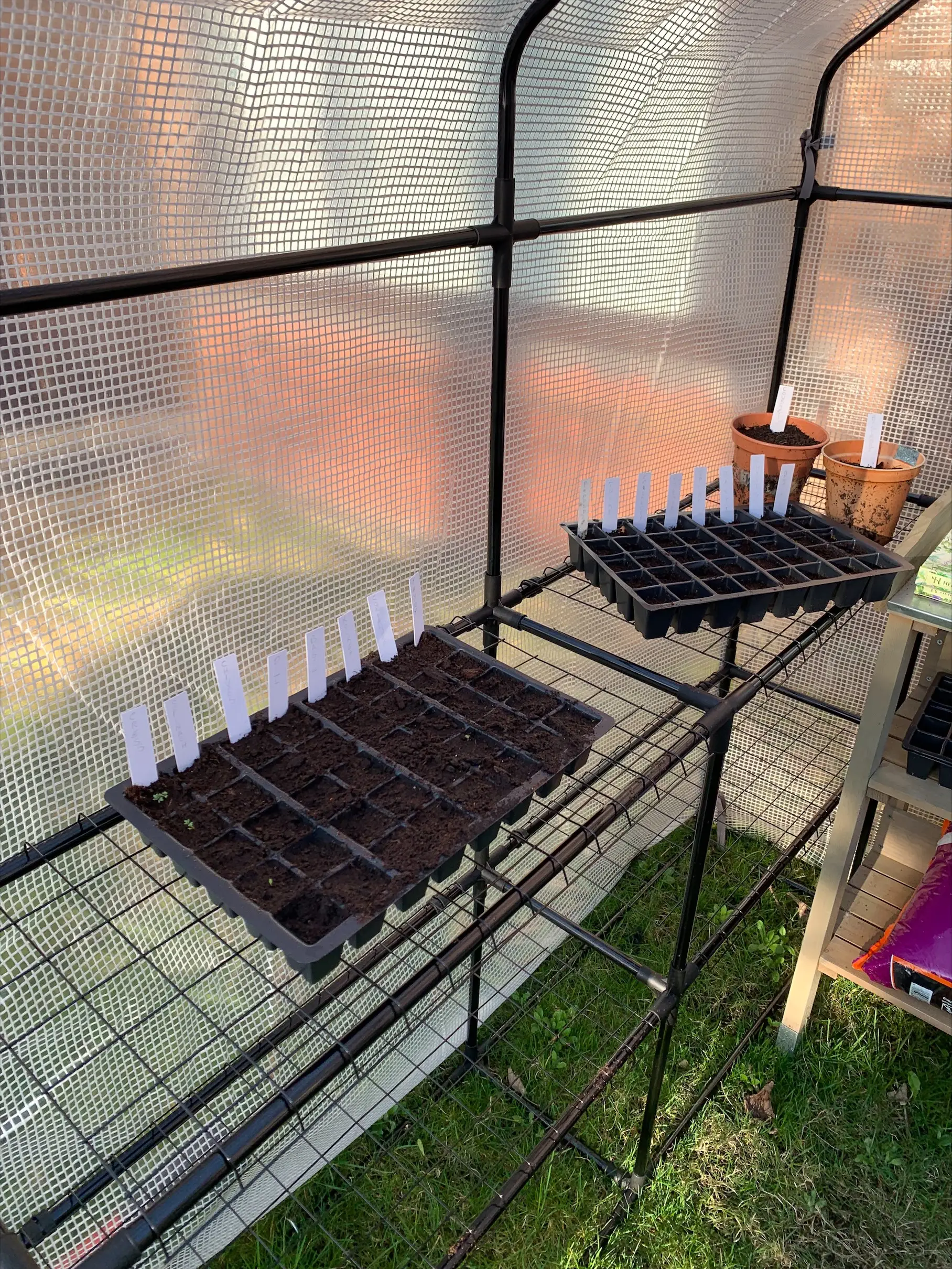 black plastic trays with soil and white labels with plant names on on metal rack