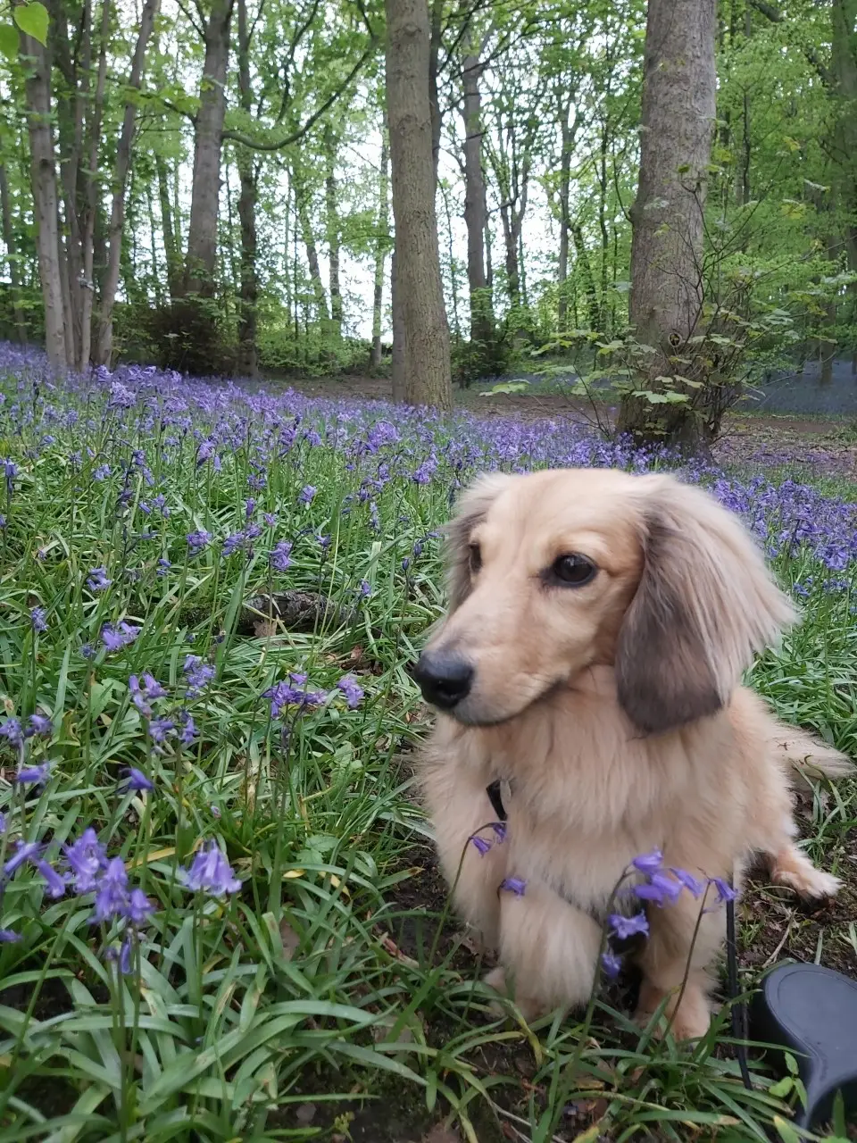 HPH Elvis the dachshund