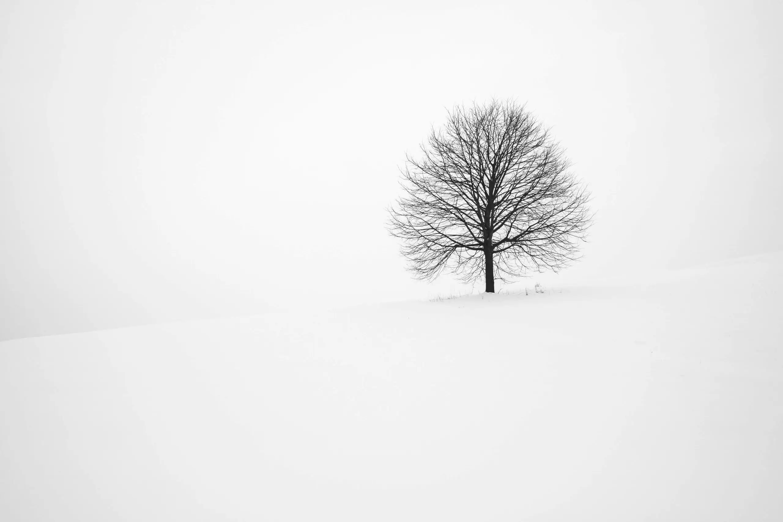 A lonely tree on a snowy landscape.