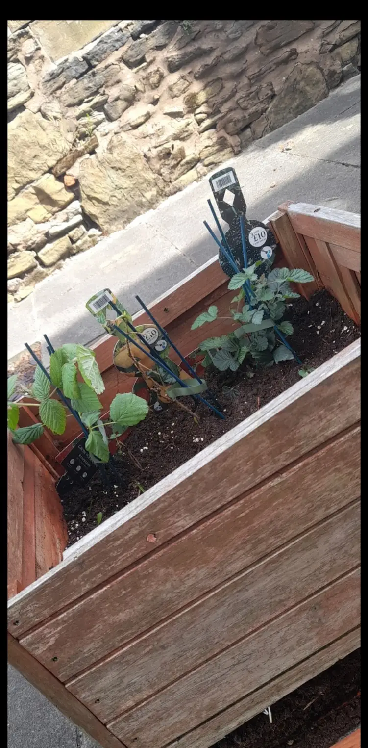 outdoor plant