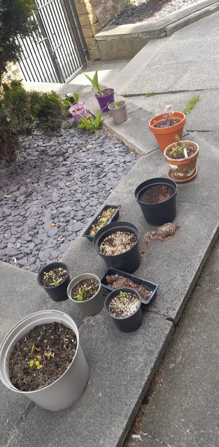 outdoor plant pots in a line