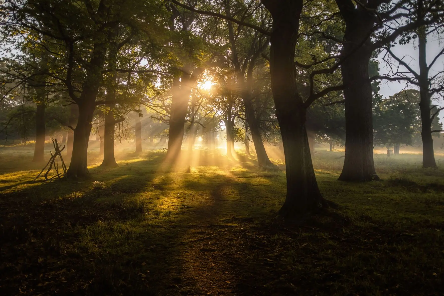 sunlight pouring through the trees