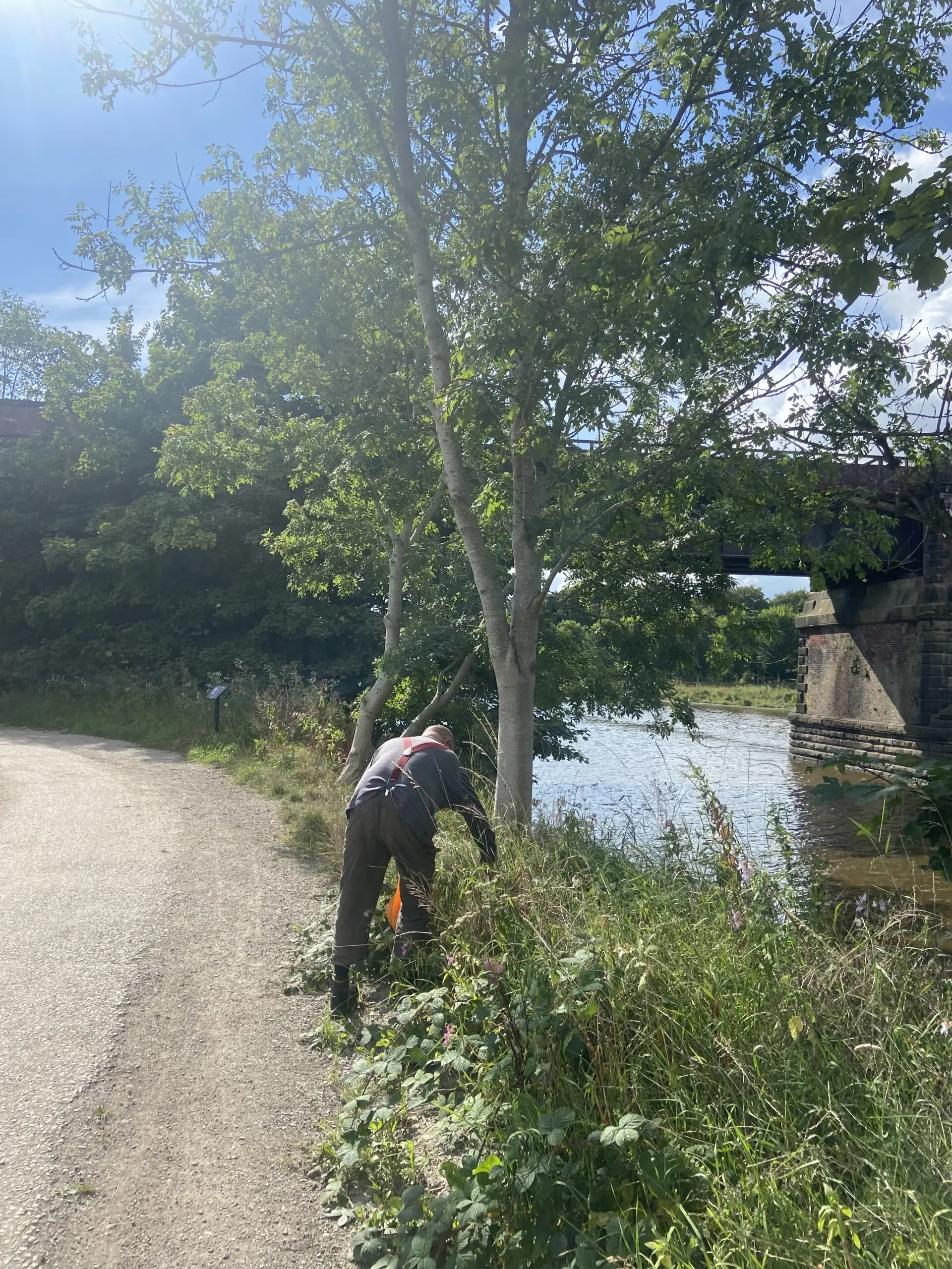 male resident picking wild blackberries