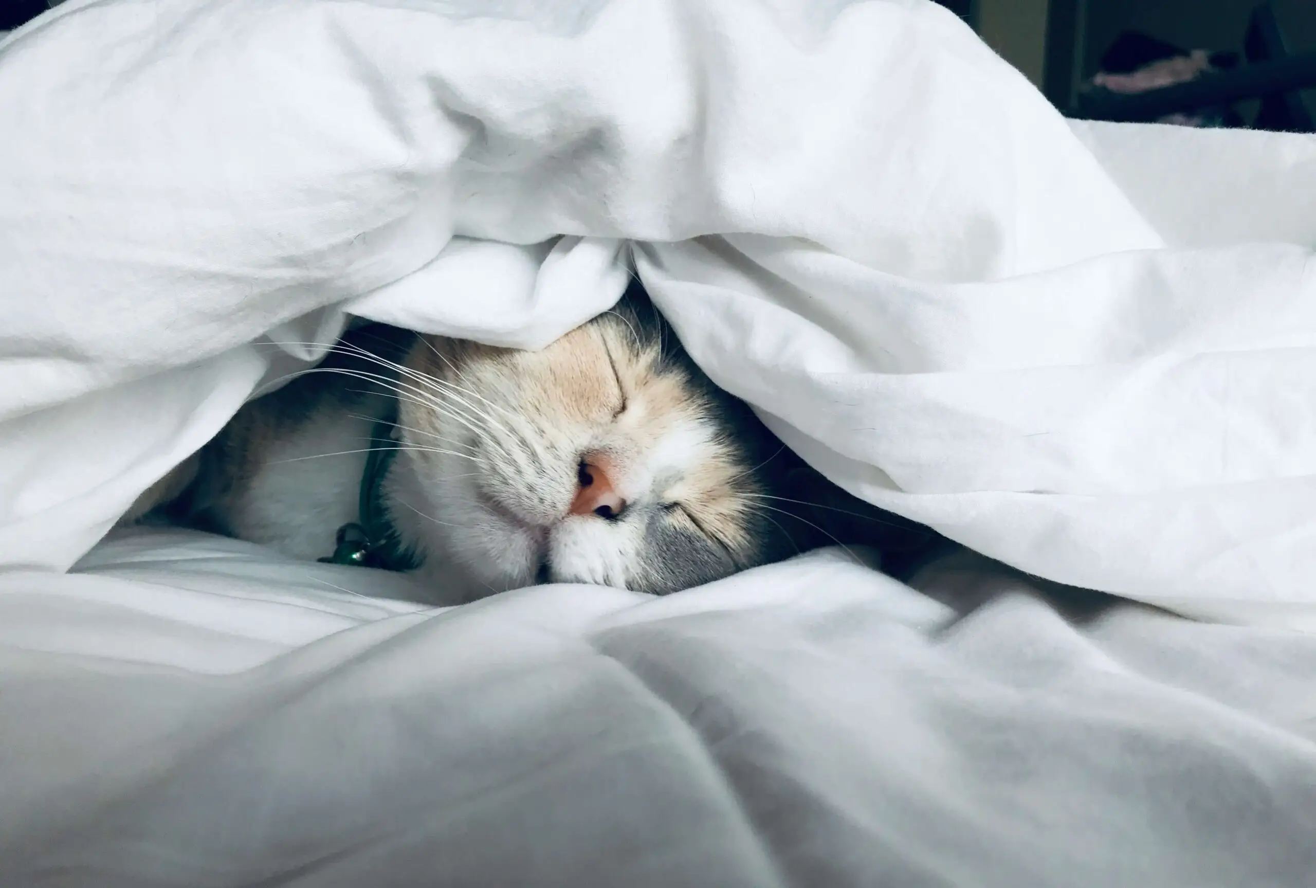 Cat Sleeping