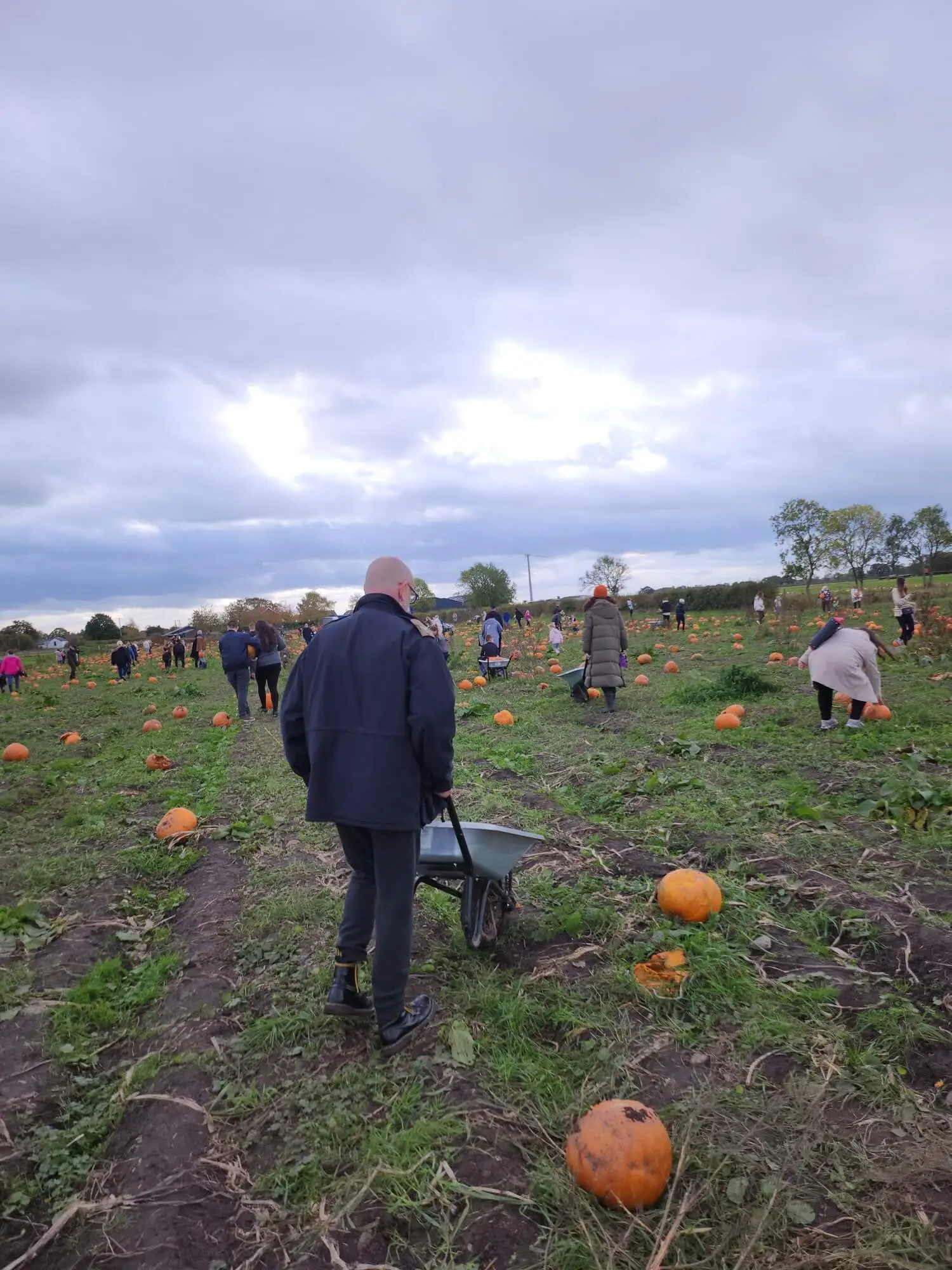 resident with wheelbarrow on pumpkin farm