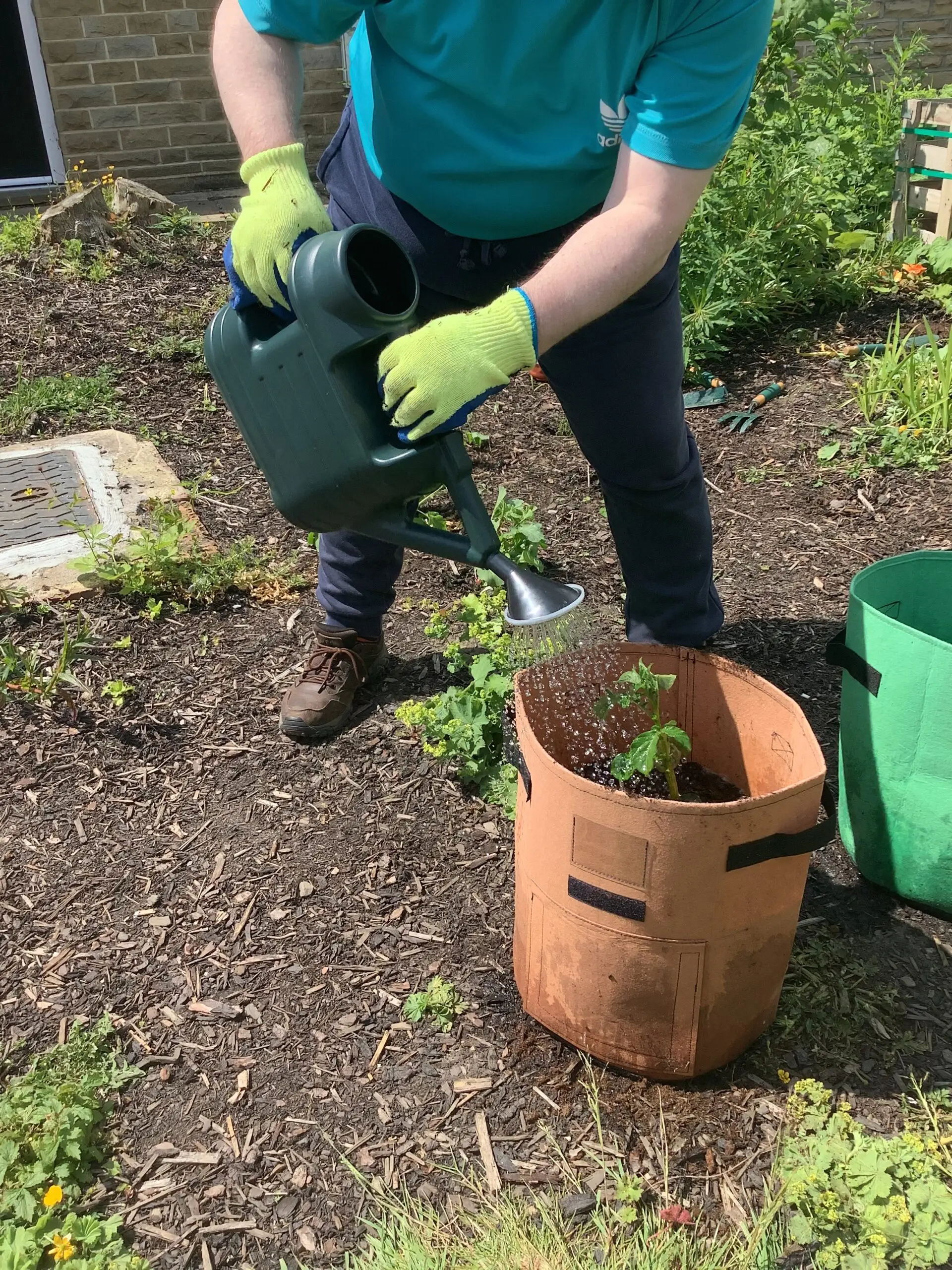 person watering plant pot with green watering can