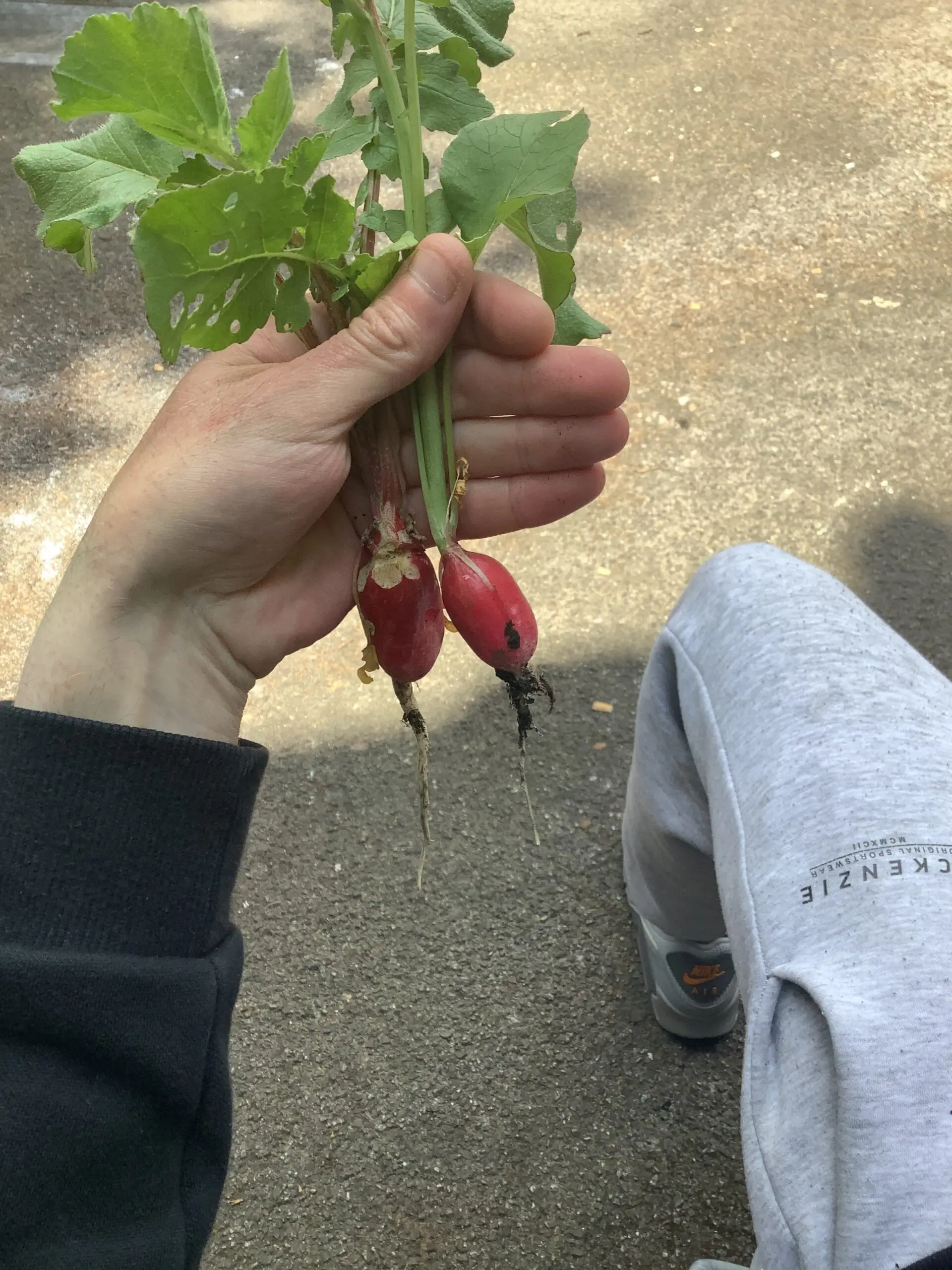 homegrown radish